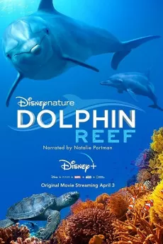 Dolphin Reef