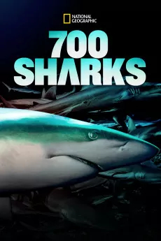 700 requins dans la nuit