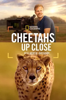 Cheetahs Up Close with Bertie Gregory