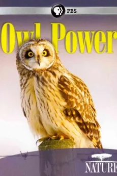 Nature Owl Power