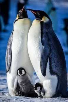 Snow Chick: A Penguin's Tale